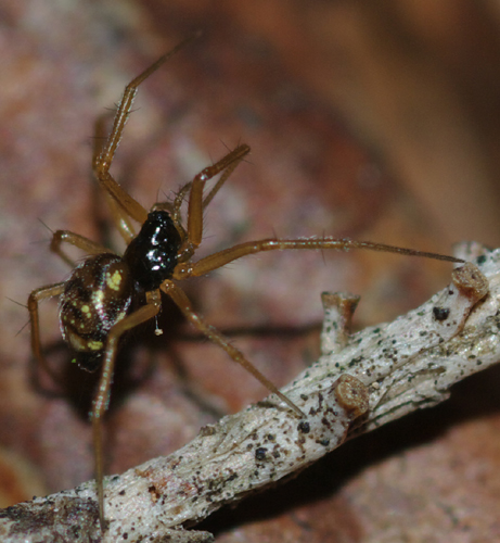 Linyphiidae